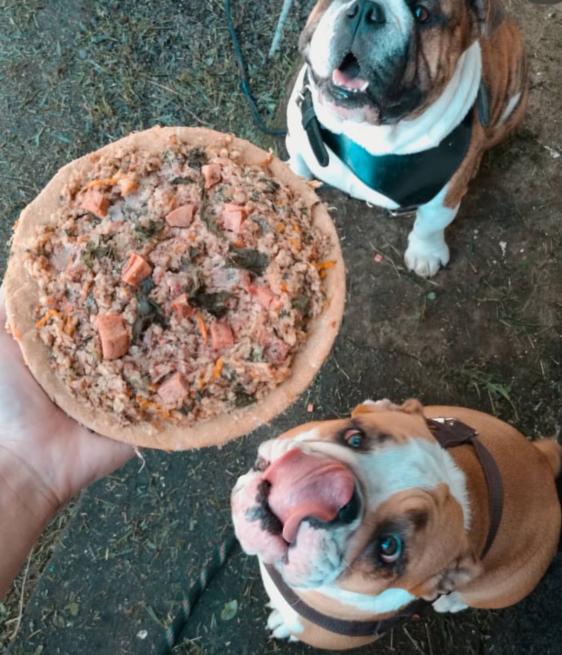Pizzas para perros